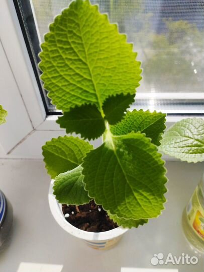 Мелисса комнатная