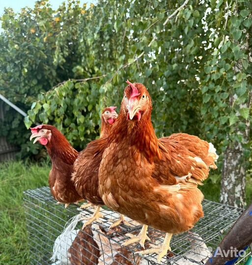 Куры несушки