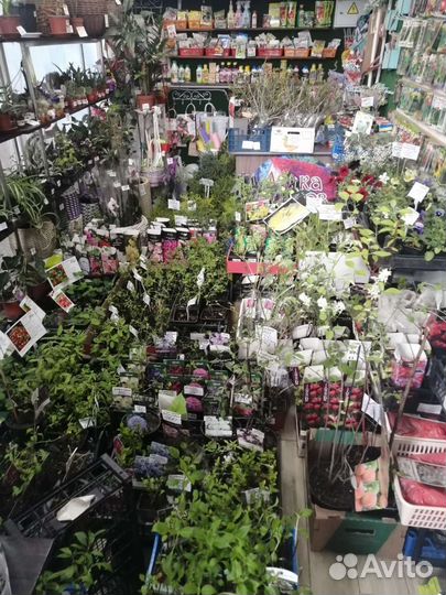 Гортензия, голубика, жимолость, клюква роза, пион