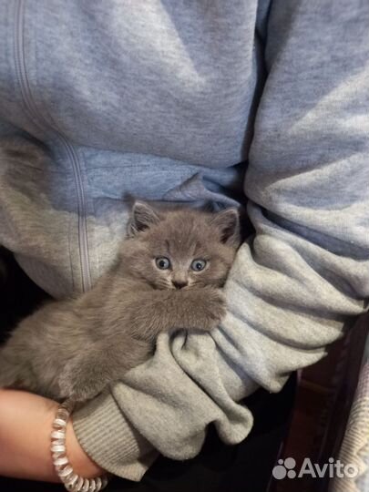 Британские котята