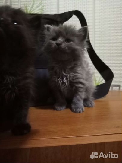 Шотландские котята