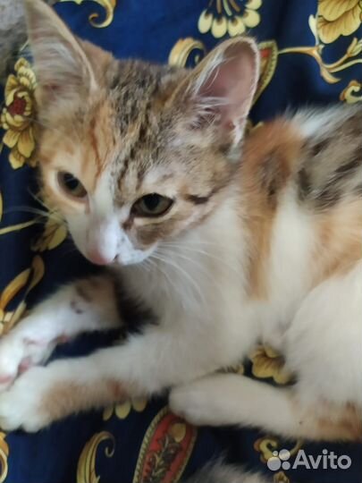 Котята игривые