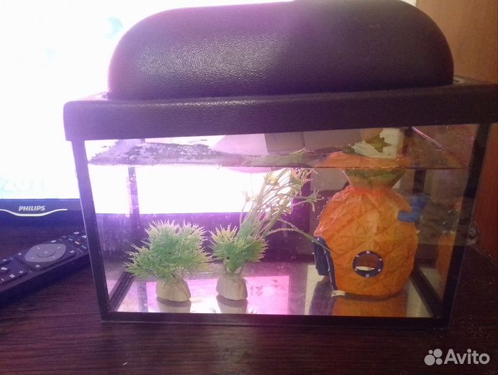 Аквариум