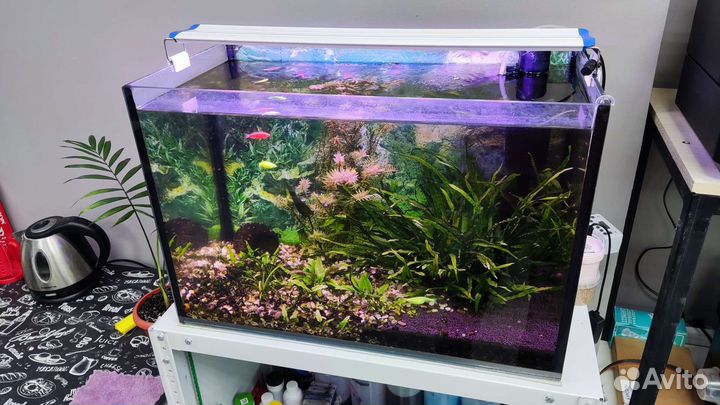 Аквариум 70 л, со всем содержимым