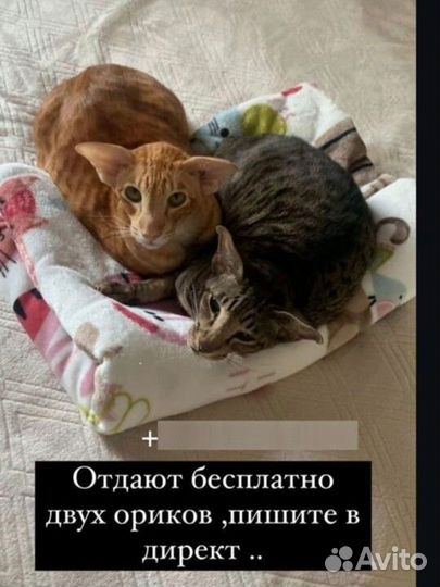 Ориентальные котята бесплатно