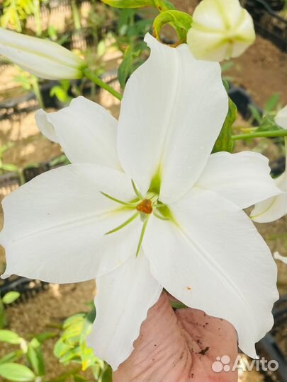 Лилии луковицы