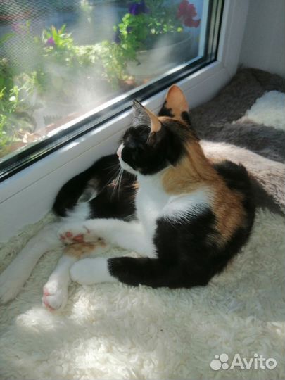 Котенок