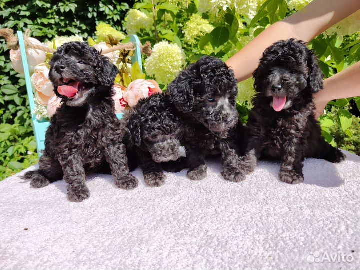 Миниатюрный пудель щенки серебро