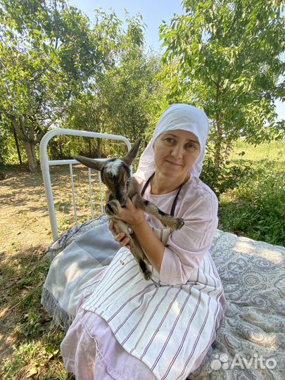 Камерунские козлята