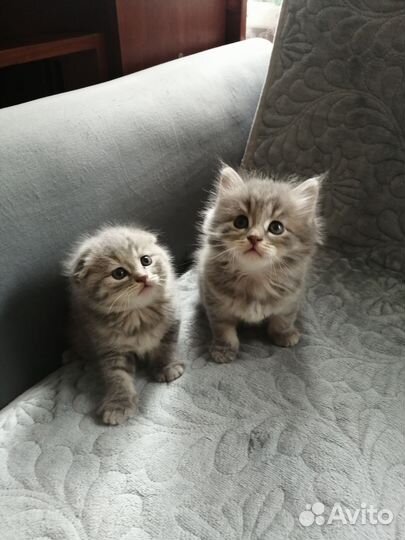 Шотландские котята