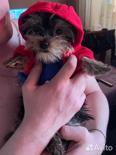 Вещи для маленьких собак