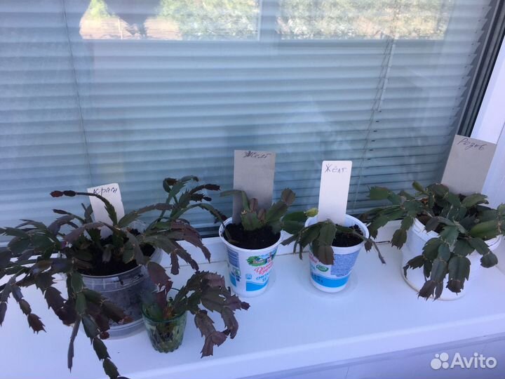 Декабрист желтый, красный, розовый