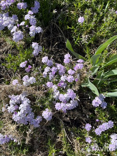 Флокс шиловидный и другие стелящиеся растения