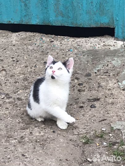 Котята в добрые руки даром