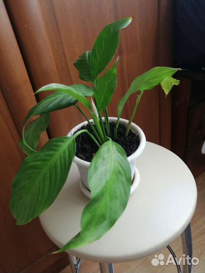 Спатифиллум