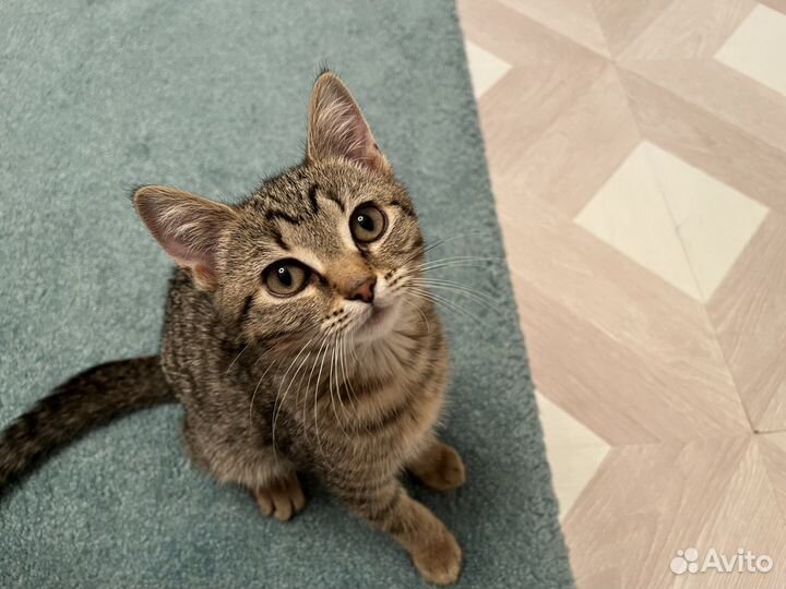 Кошка