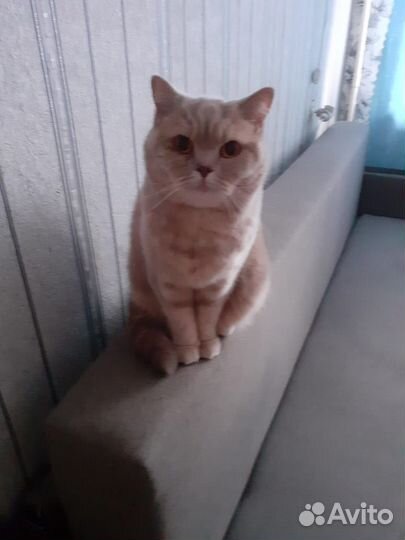 Британская