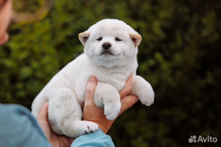 Сиба мальчик