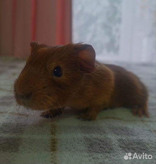 Морские свинки