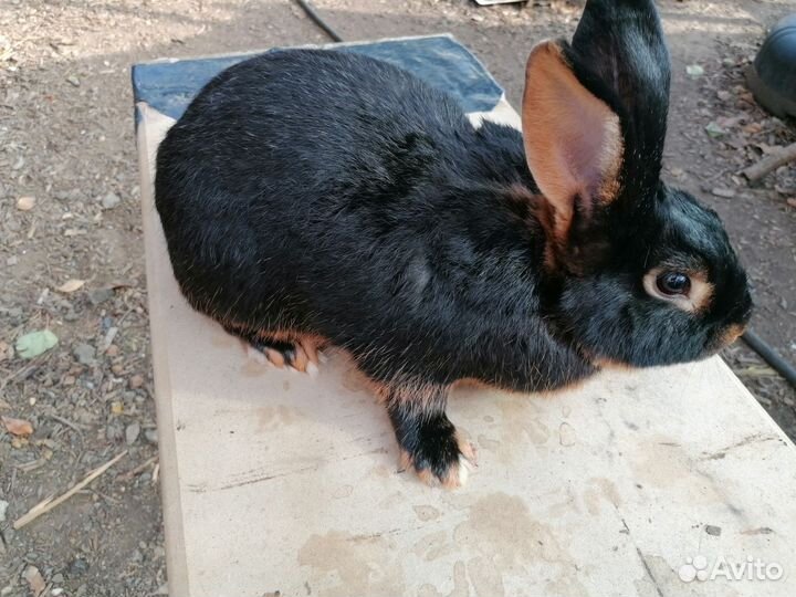 Кролик чёрно огненный