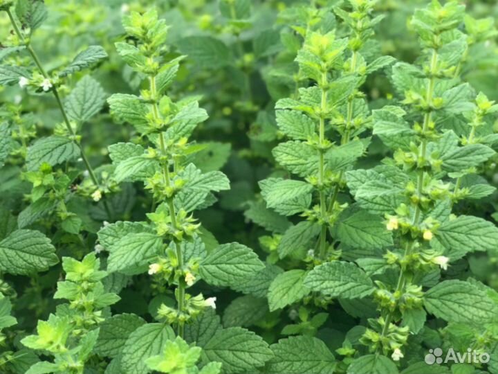 Травы лофант, шалфей, мелисса семена