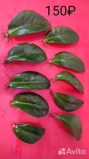 Замиокулькас Зензи