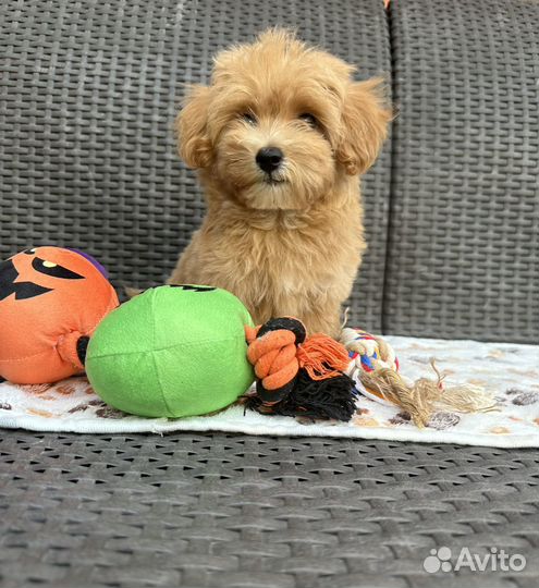 Мальтипу / Maltipoo f1 caramel