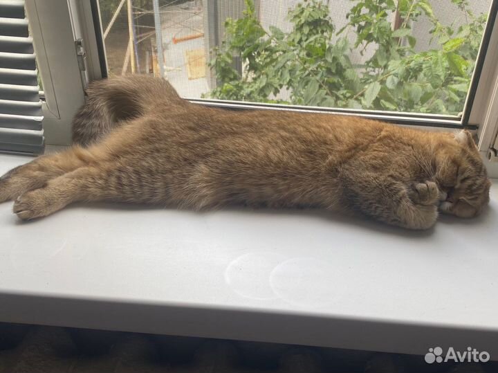 Кошка золотая шиншилла