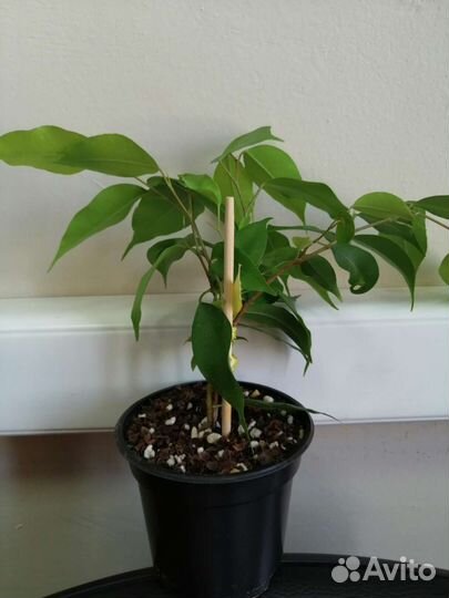 Фикус Бенджамина