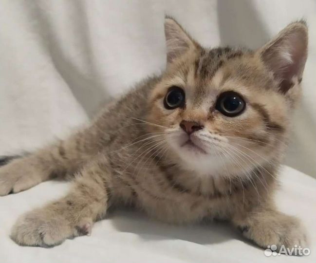 Кошки шотландцы и британские