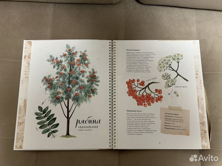 Книга мой гербарий