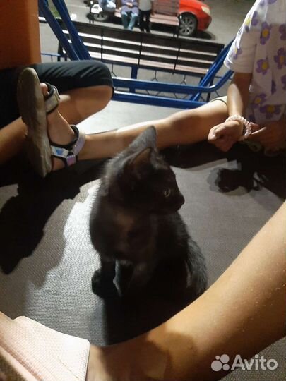 Ласковый котенок
