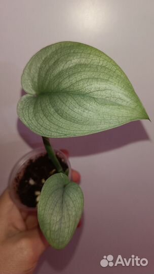 Сциндапсус Сильвер Хиро