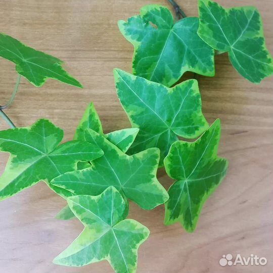 Плющ. Хедера. Комнатные цветы