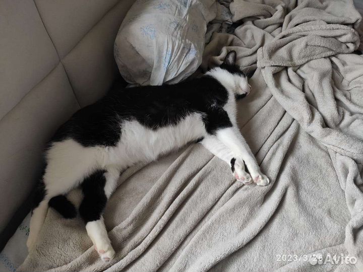 Котик в добрые руки