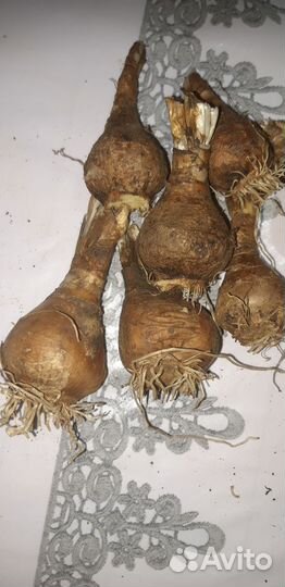 Луковицы рябчика императорского