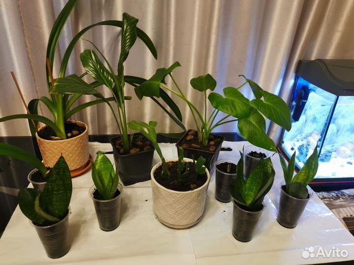 Комнатные цветы