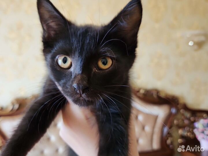 Кошки