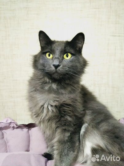 Веня ищет дом