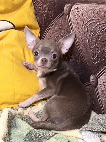 Щенки чихуахуа, девочка лиловая