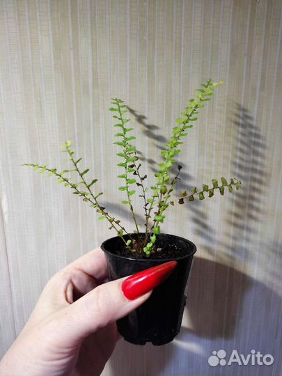 Папоротники и фитонии