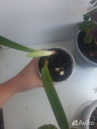 Гиппиаструм