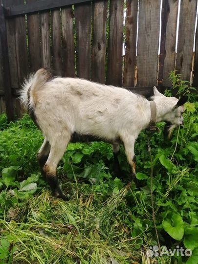 Мясо козлятина