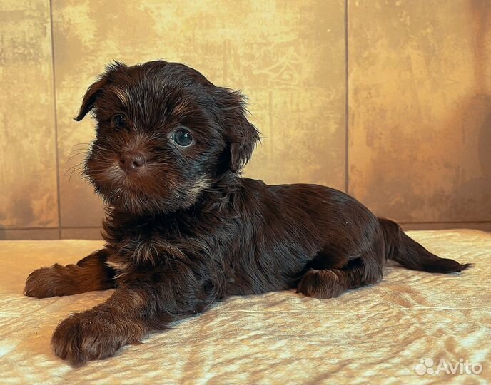 Девчонки - Хулиганки