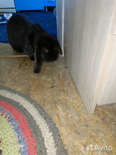 Кролики мясных пород