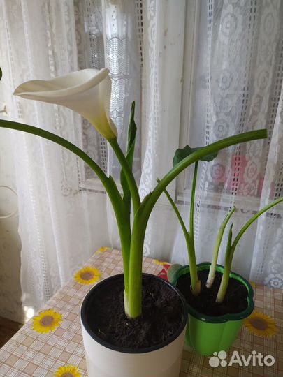 Дендробиум фаленопсис,каллы,алоэ