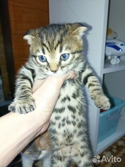 Бенгальский котёнок