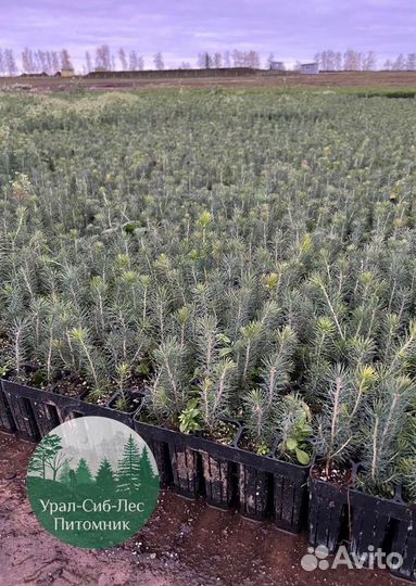 Сосна зкс окс сеянцы Ель Лиственница Голуб Горная