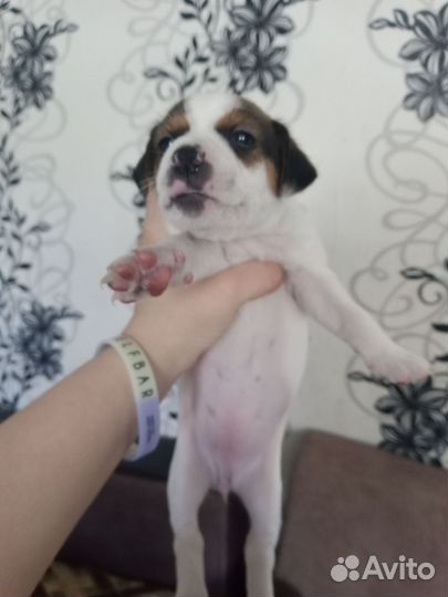 Домашние животные собаки щенки