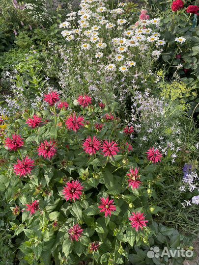 Манарда (бергамот)